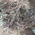 金银花苗四季金银花百花一号鲁新一号红金银花基地