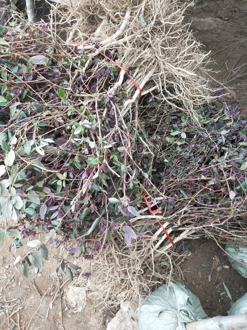 金银花苗四季金银花百花一号鲁新一号红金银花基地