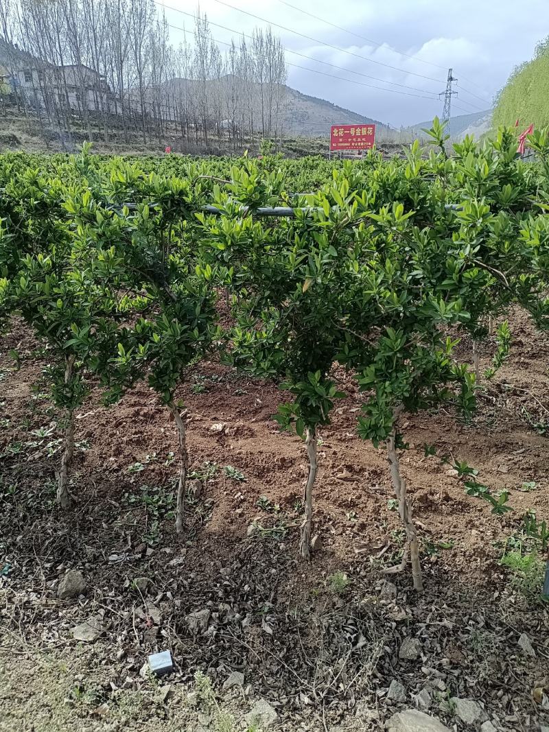 金银花苗四季金银花百花一号鲁新一号红金银花基地