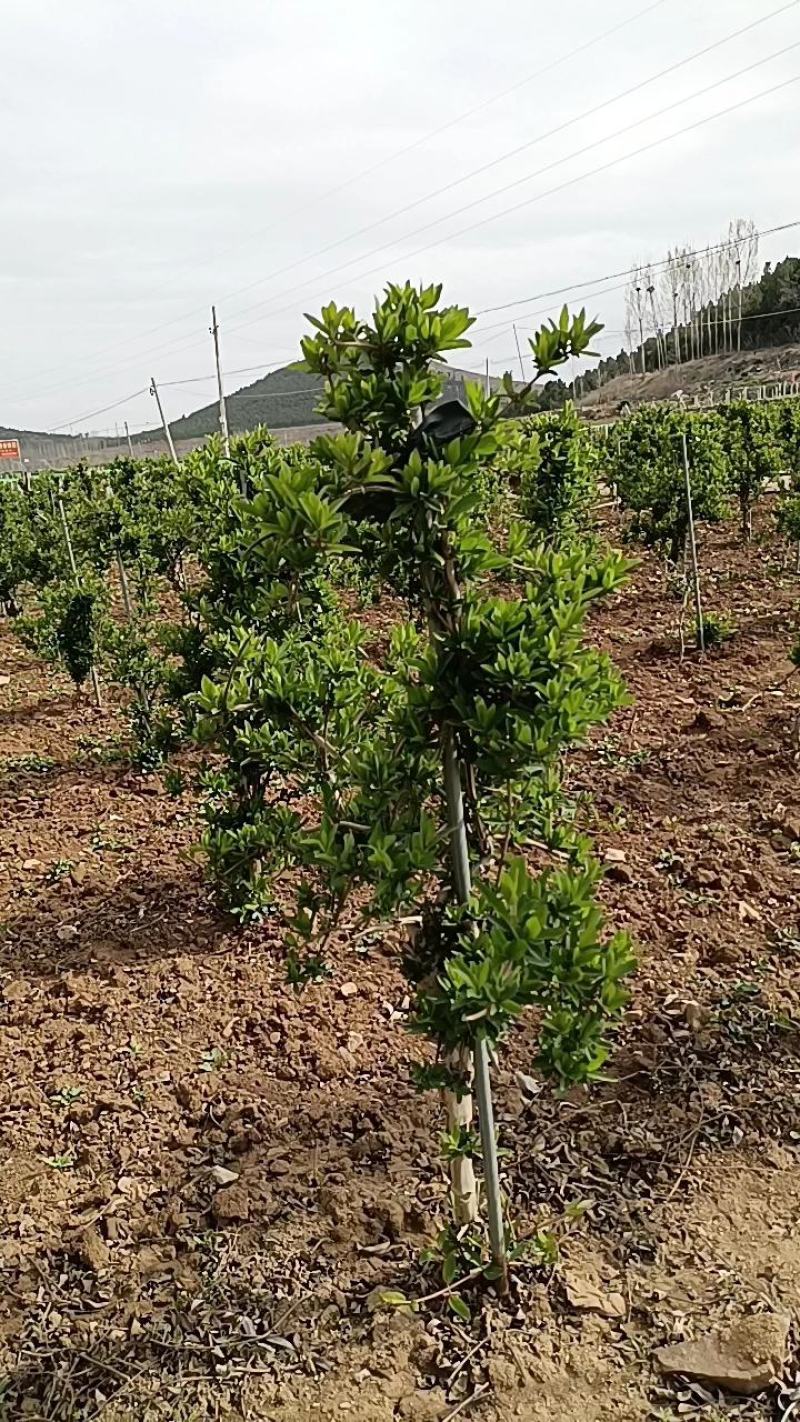 金银花苗四季金银花百花一号鲁新一号红金银花基地