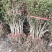 金银花苗四季金银花百花一号鲁新一号红金银花基地