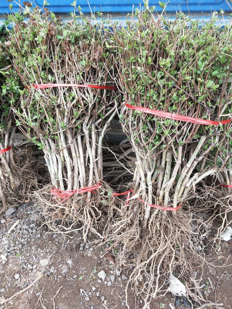 金银花苗四季金银花百花一号鲁新一号红金银花基地