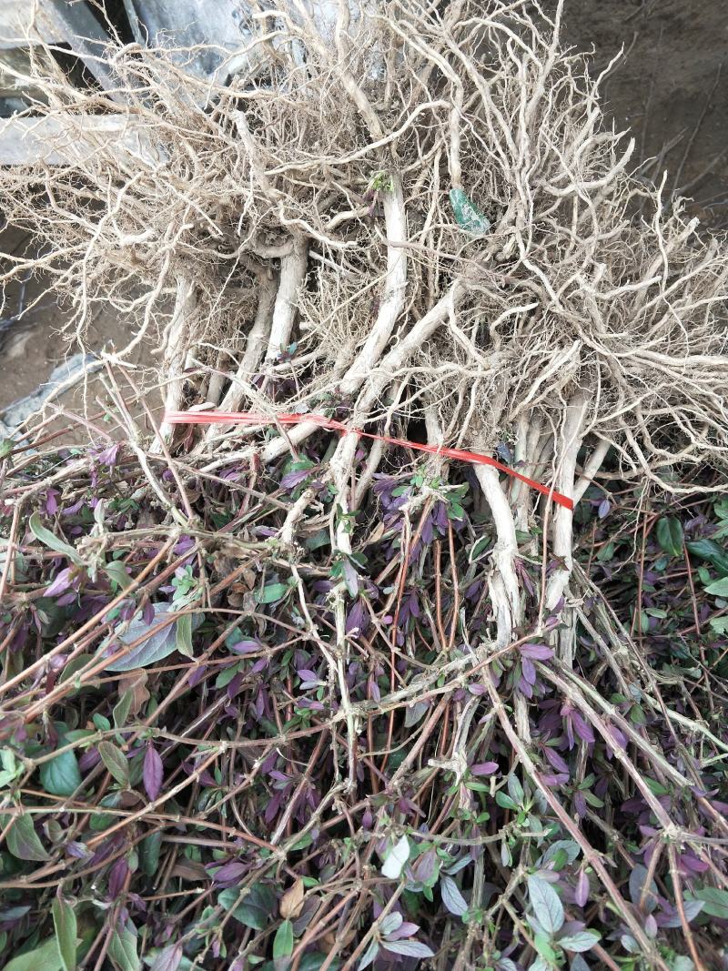 金银花苗四季金银花百花一号鲁新一号红金银花基地