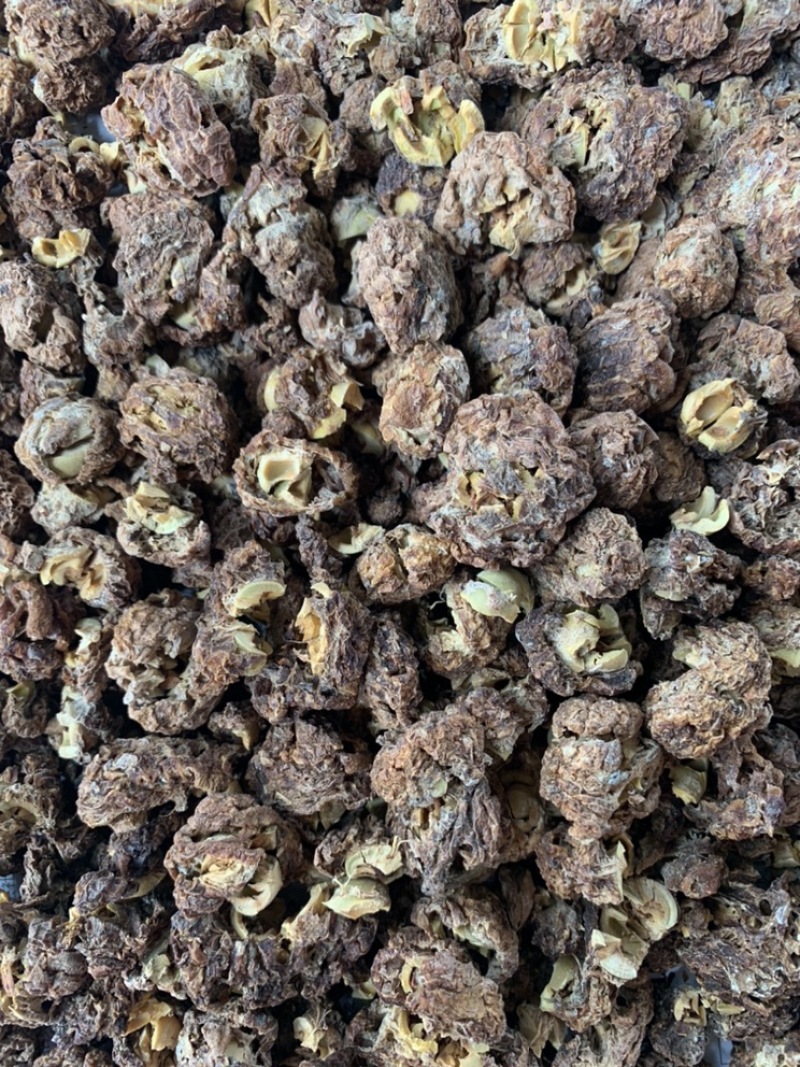 佛甲草油甘茶自然阳光晒干