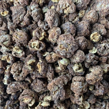 佛甲草油甘茶自然阳光晒干