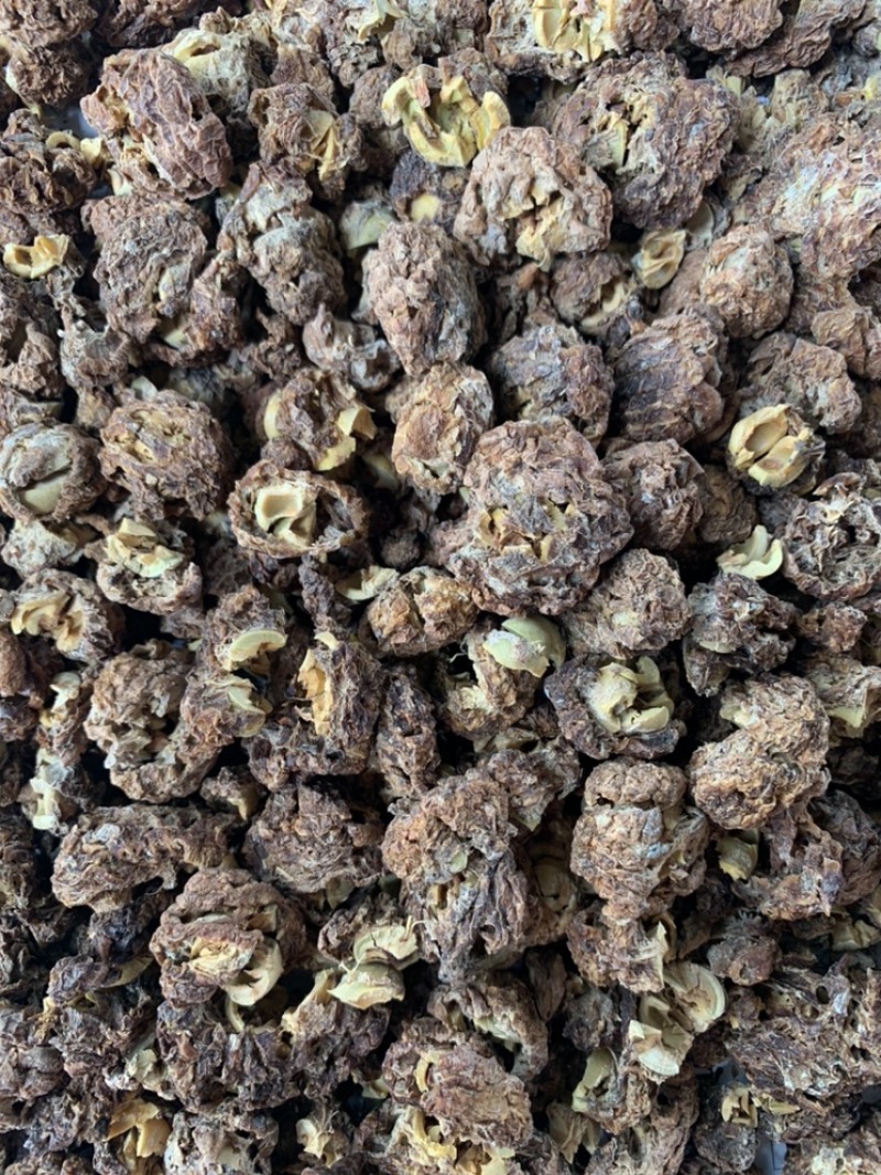 佛甲草油甘茶自然阳光晒干