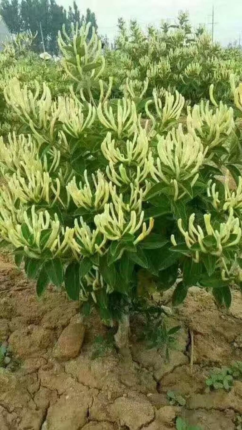 金银花苗四季金银花百花一号鲁新一号红金银花基地