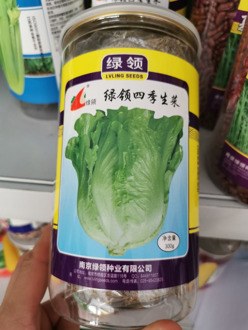 全年耐抽苔生菜种子耐雨抗病生菜种子300克原装