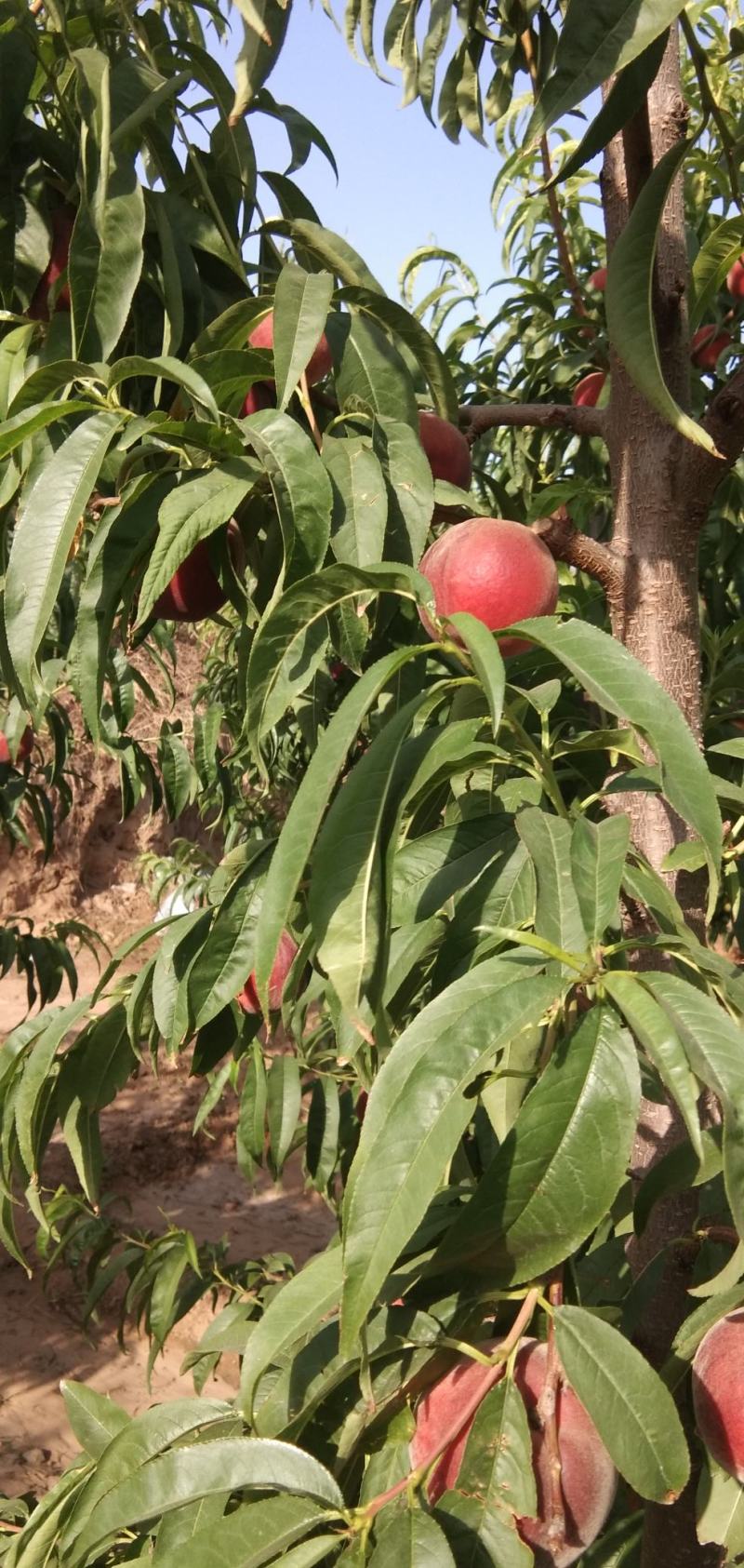 陕西省，渭南市，大荔沙底新鲜露地毛桃，大量上市了