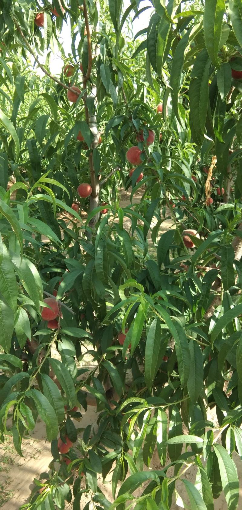 陕西省，渭南市，大荔沙底新鲜露地毛桃，大量上市了