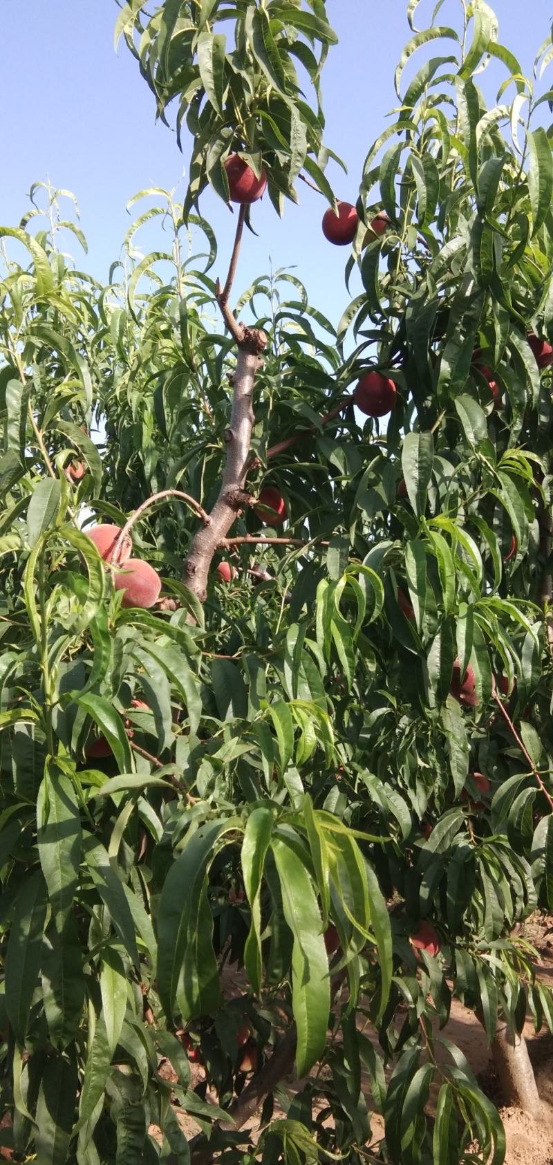 陕西省，渭南市，大荔沙底新鲜露地毛桃，大量上市了