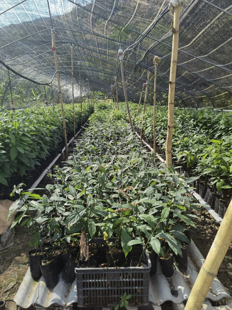 正宗哈斯牛油果，嫁接苗，实生苗