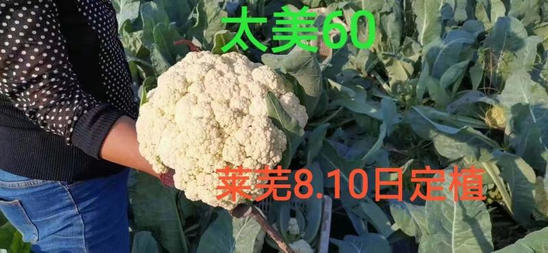 有机花菜种子免品种太美60中早熟，太美58花球洁白种子