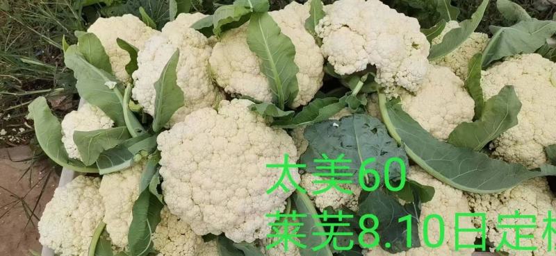 有机花菜种子免品种太美60中早熟，太美58花球洁白种子