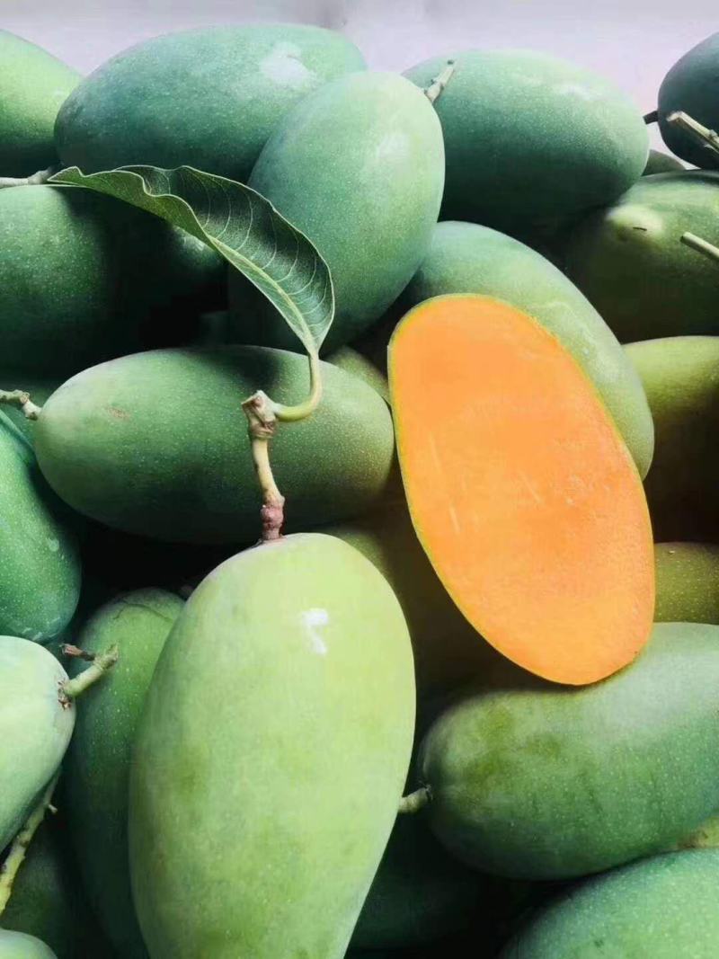 云南丽江高原椰香芒果