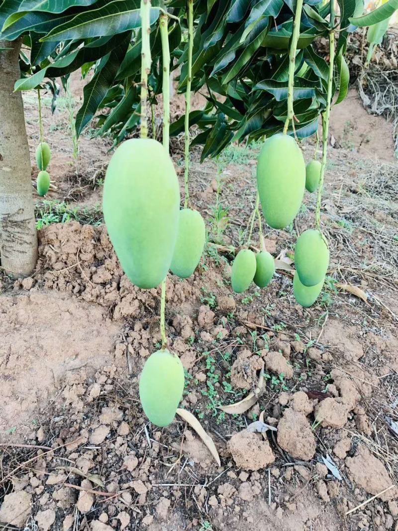 云南丽江高原椰香芒果