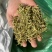 金银花湖南茶花无硫磺无杂质一手货源批发零售