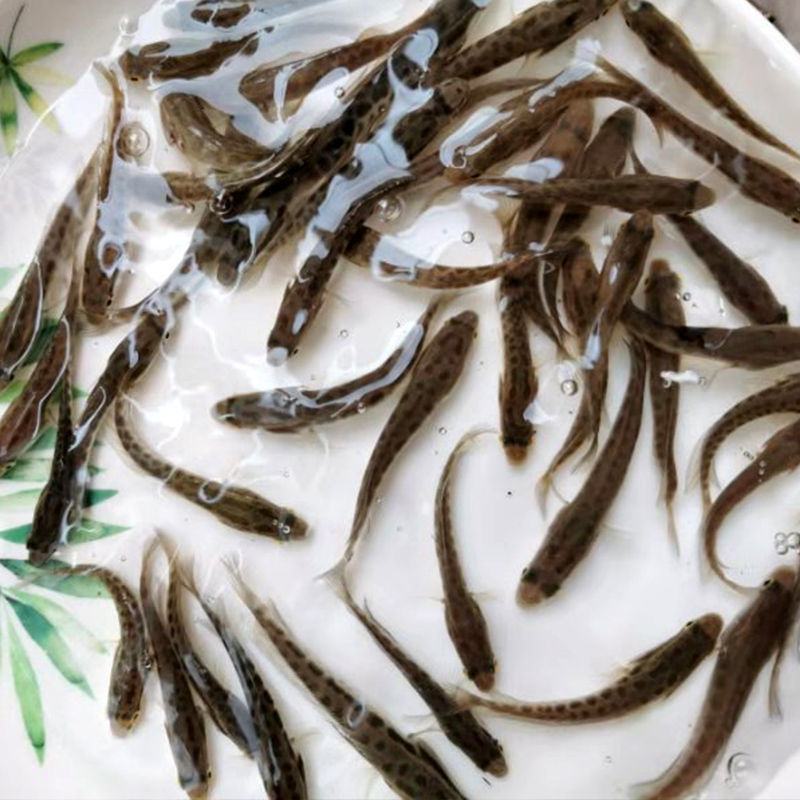 黑鱼苗，快大良种鱼苗无病无伤易养，场地直销，欢迎订购。