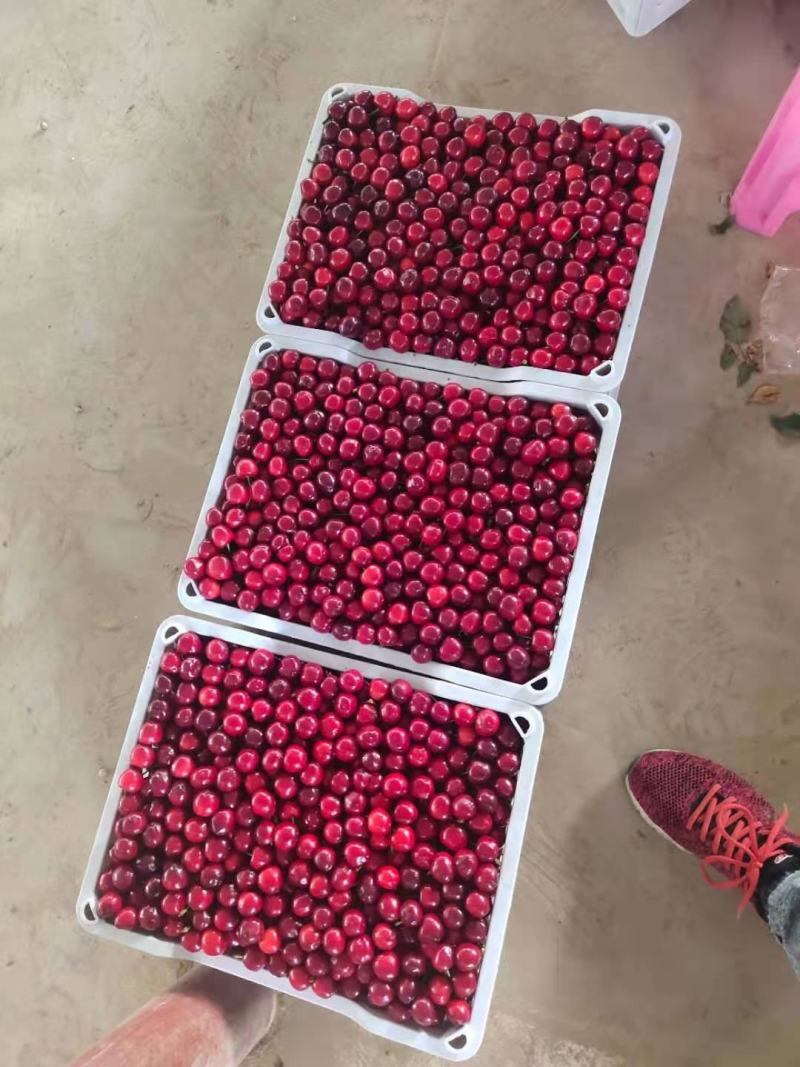陕西大樱桃