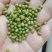 芽豆明粒绿豆中粒国产东北芽豆生豆芽豆子一代起