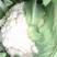 精品白花菜花1斤到2斤紧密乳白，质量优产地直发