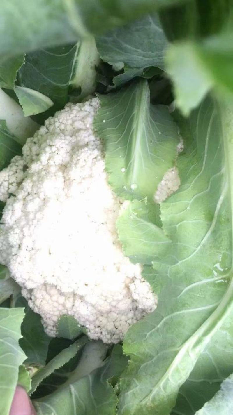 精品白花菜花1斤到2斤紧密乳白，质量优产地直发