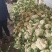 精品白花菜花1斤到2斤紧密乳白，质量优产地直发