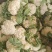 精品白花菜花1斤到2斤紧密乳白，质量优产地直发