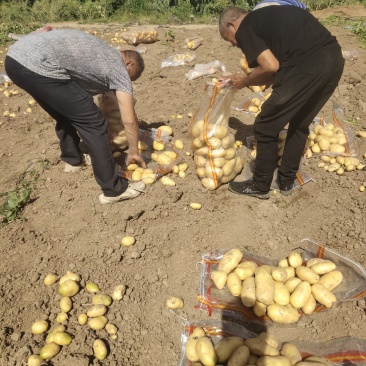 河南精品黄心土豆品种齐全基地种植质量保证