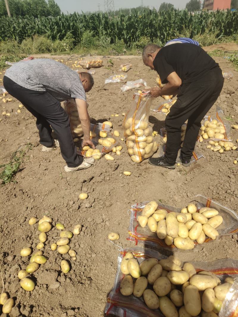 河南精品黄心土豆品种齐全基地种植质量保证