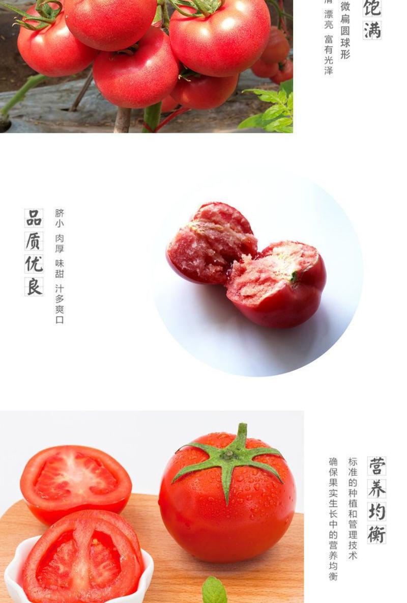 【顺丰】西红柿现摘现发沙瓤番茄毛粉柿子新鲜水果生吃自然熟