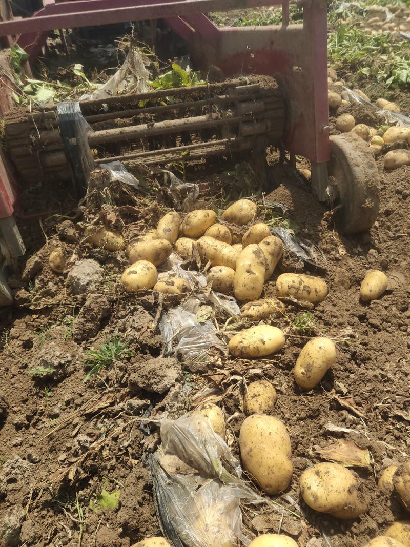 河南精品黄心土豆品种齐全基地种植质量保证