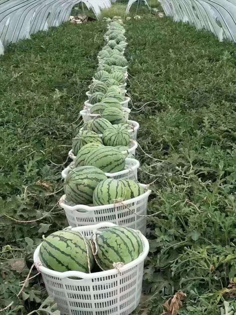 【推荐】安徽太和美都大棚麒麟西瓜无籽瓜瓤口多汁口感纯正