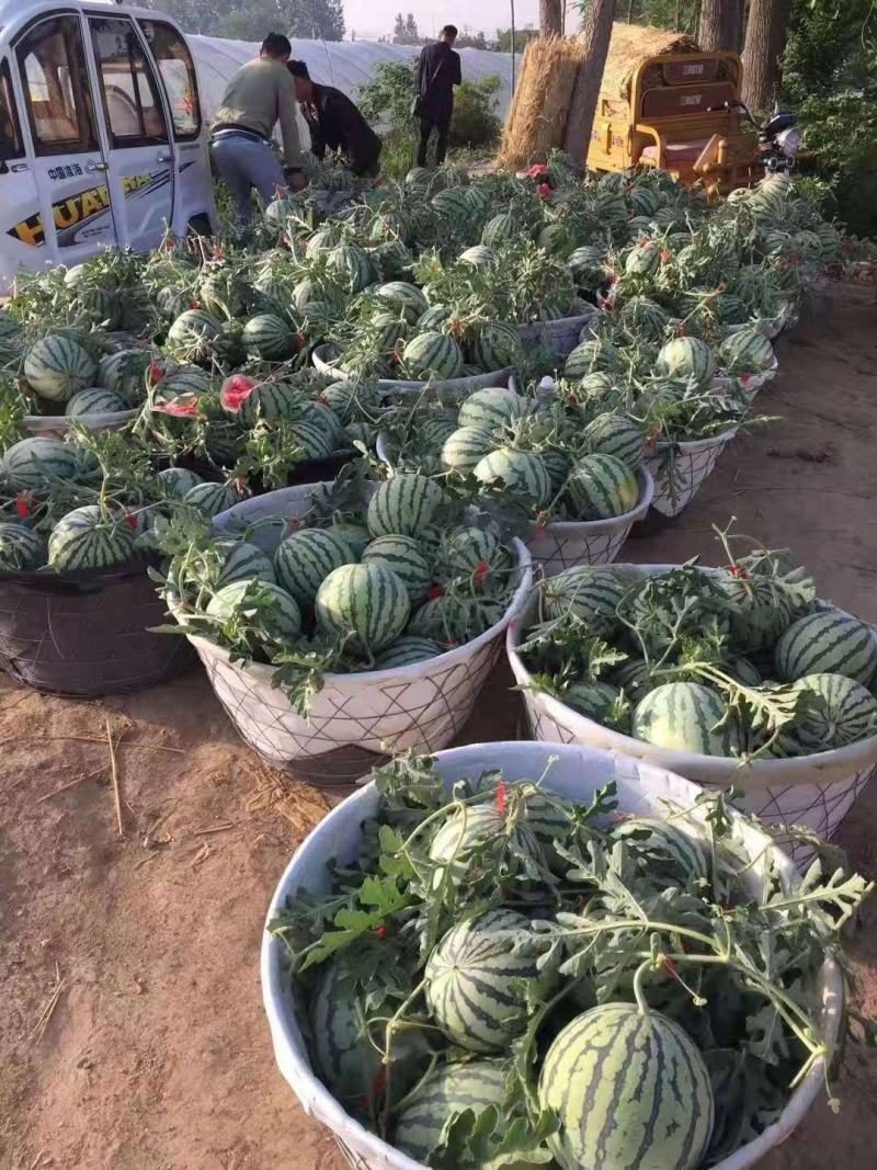 【推荐】安徽太和美都大棚麒麟西瓜无籽瓜瓤口多汁口感纯正