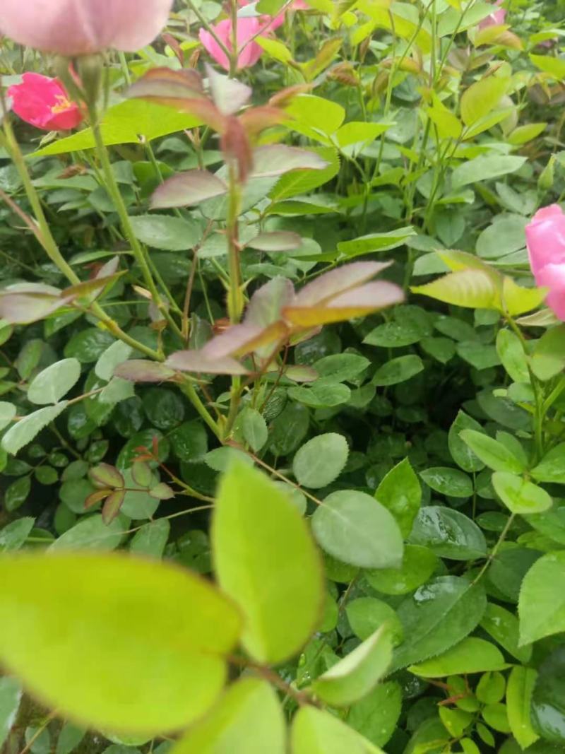 月季基地直售地被月季丰花月季规格齐全欢迎咨询