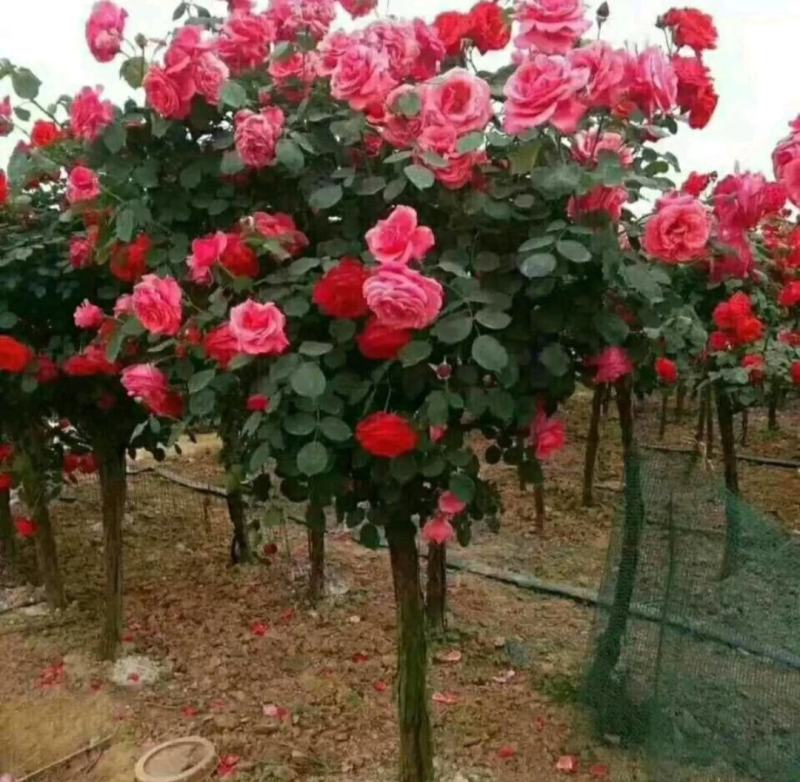 树桩月季高杆月季嫁接月季耐寒常年开花芳香大花易活