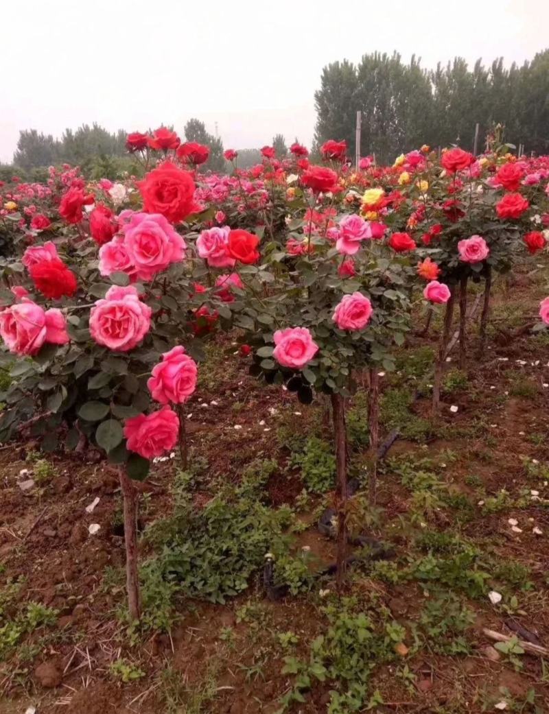 树桩月季高杆月季嫁接月季耐寒常年开花芳香大花易活