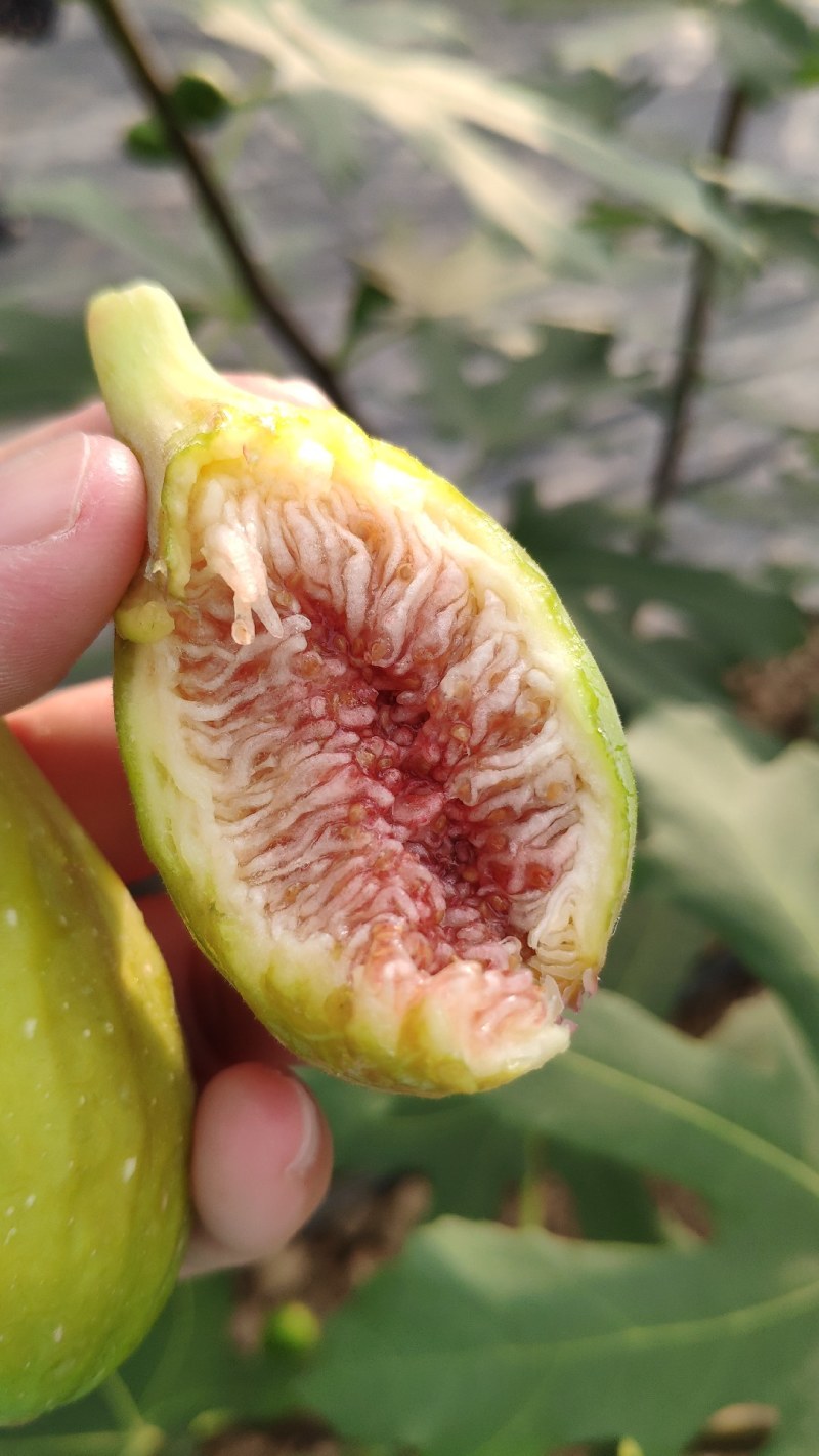 芭劳奈无花果，自然种植，现摘现发，健康甜蜜