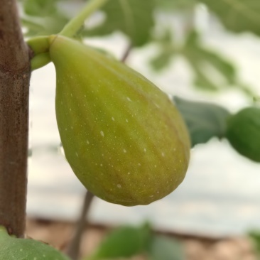 芭劳奈无花果，自然种植，现摘现发，健康甜蜜