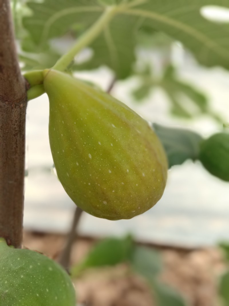 芭劳奈无花果，自然种植，现摘现发，健康甜蜜
