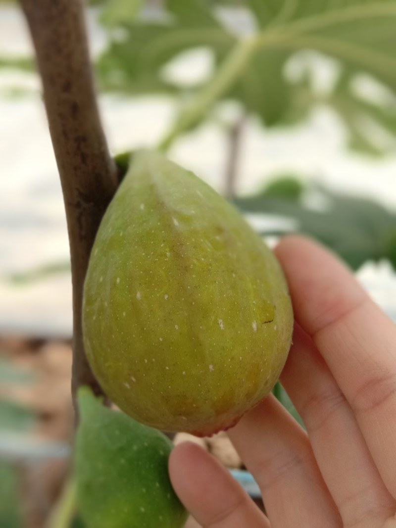 芭劳奈无花果，自然种植，现摘现发，健康甜蜜