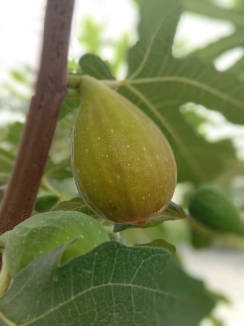 芭劳奈无花果，自然种植，现摘现发，健康甜蜜