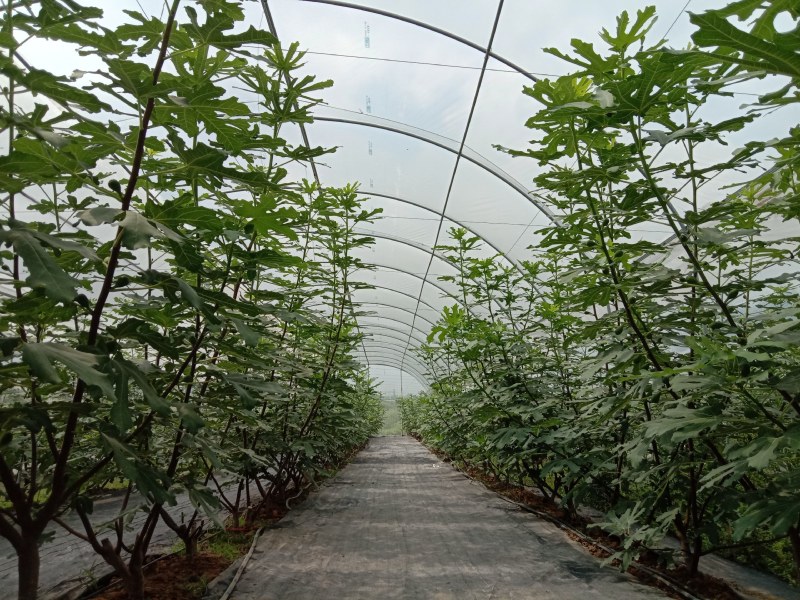 芭劳奈无花果，自然种植，现摘现发，健康甜蜜