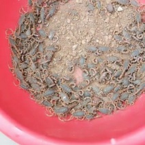 出售沂蒙山蝎子野生羊肚菌各种沂蒙特产
