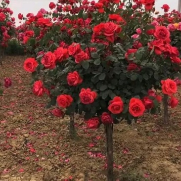 树桩月季高杆月季浓香型特大花四季开花棒棒糖月季