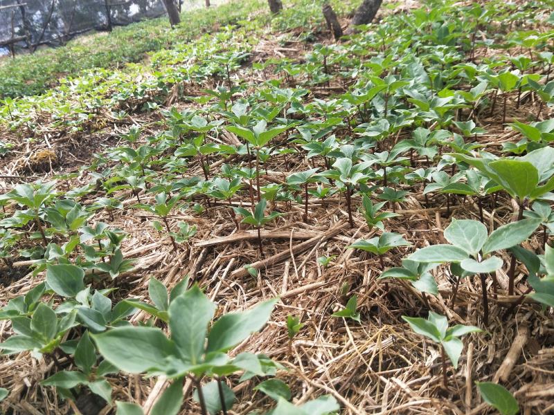 云南丽江滇重楼4年苗优品，矮杆单芽、多芽，提供技术包成活