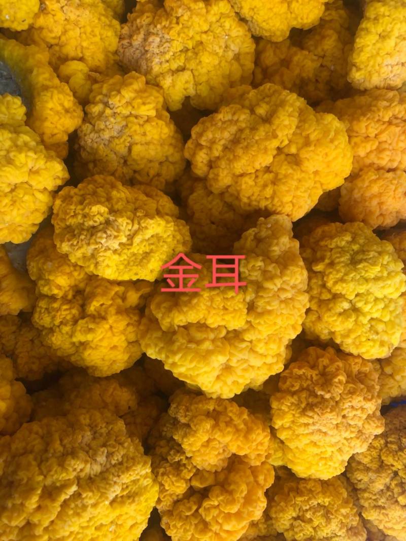 云南优质金耳全国诚招代理
