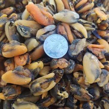 贻贝淡菜干海虹干新货无沙十足干一手货源产地直供