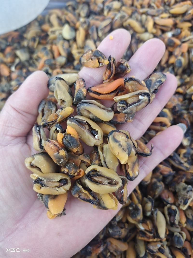 贻贝淡菜干海虹干新货无沙十足干一手货源产地直供