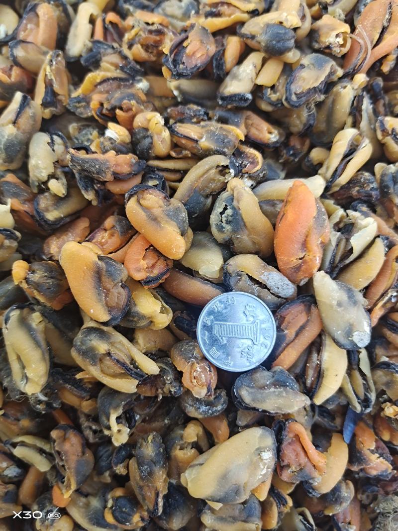 贻贝淡菜干海虹干新货无沙十足干一手货源产地直供